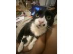 Adopt Bowie a Black & White or Tuxedo American Curl / Mixed (medium coat) cat in