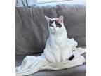 Adopt Lilo a Calico or Dilute Calico Domestic Shorthair / Mixed (medium coat)