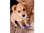 Adopt Nathan a Red/Golden/Orange/Chestnut Mixed Breed (Medium) / Mixed dog in