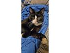 Adopt Meeko a Black & White or Tuxedo Domestic Shorthair (short coat) cat in