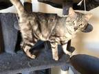 Adopt D2 a Gray, Blue or Silver Tabby Tabby (medium coat) cat in Stockton