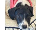 Adopt Layla a White - with Black Coonhound (Unknown Type) / Border Collie /