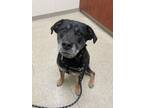 Adopt Kylo a Black Mixed Breed (Large) / Mixed dog in Hamilton, OH (41310516)