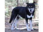 Adopt Reiland a Black Husky / Neapolitan Mastiff / Mixed (short coat) dog in