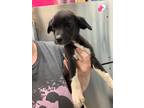 Adopt Marlowe a Black Labrador Retriever / Mixed Breed (Medium) / Mixed (short