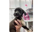 Adopt Milana a Black Labrador Retriever / Mixed dog in Greenville, KY (41326603)