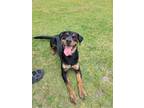 Adopt Riley a Black Mixed Breed (Small) / Mixed Breed (Medium) / Mixed (short