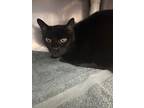 Adopt Sammy a All Black Domestic Shorthair / Domestic Shorthair / Mixed cat in