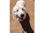 Adopt Phoebe a Tan/Yellow/Fawn Great Pyrenees / Mixed dog in Divide