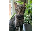 Adopt Milton Allegro a Domestic Shorthair / Mixed (short coat) cat in St.