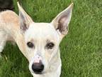 Adopt Shiro a Tan/Yellow/Fawn Mixed Breed (Large) / Mixed dog in Georgetown