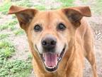 Adopt Penelope a Brown/Chocolate Mixed Breed (Medium) / Mixed dog in Georgetown