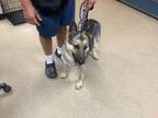 Adopt Diva a Tan/Yellow/Fawn German Shepherd Dog / Mixed dog in Fort Worth