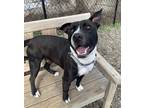 Adopt Max a Mixed Breed (Medium) / Mixed dog in Elmsford, NY (41326549)