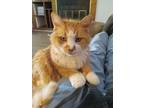 Adopt Jacqueline a Orange or Red Tabby Domestic Mediumhair / Mixed (medium coat)