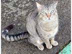 Adopt Unknown a Tiger Striped Tabby / Mixed (short coat) cat in Salem