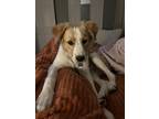 Adopt Mayes a Red/Golden/Orange/Chestnut - with White Golden Retriever / English