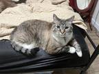 Adopt Blizzard a Tiger Striped Domestic Shorthair / Mixed (short coat) cat in