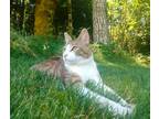 Adopt Charlie a Brown Tabby Domestic Shorthair / Mixed (short coat) cat in Elma