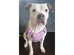 Adopt Pixie Muffin a White - with Brown or Chocolate Boxer / American Pit Bull