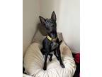 Adopt Batty Koda a Black - with White Pit Bull Terrier / Mixed dog in Elk Grove