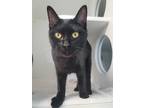 Adopt Muffin a All Black Domestic Shorthair / Mixed (short coat) cat in Fort