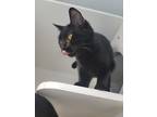 Adopt Tuffin a All Black Domestic Shorthair / Mixed (short coat) cat in Fort