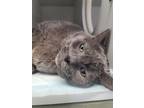Adopt Dominic a Gray or Blue Domestic Shorthair / Mixed (short coat) cat in Fort