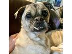 Adopt Shiloh a Tan/Yellow/Fawn - with Black Pug / Mixed dog in Grapevine