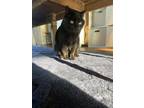 Adopt Casper a Black (Mostly) American Shorthair / Mixed (short coat) cat in