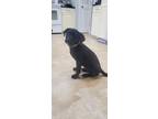 Adopt Rufus - Available in Foster a Black Labrador Retriever / Mixed dog in