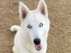 Adopt Kit a White Mixed Breed (Large) / Mixed dog in Georgetown, TX (41255254)