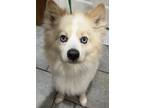 Adopt Pomsky Paulie a White Pomeranian / Husky dog in Mishawaka, IN (41194191)