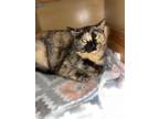Adopt Cherish a Tortoiseshell Domestic Mediumhair (short coat) cat in Brookings