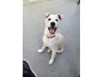 Adopt ✨✨ Dori ✨✨ a White Jindo / Mixed dog in Mississauga, ON (41325973)