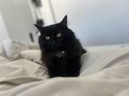 Adopt Nayla a All Black Chartreux / Mixed (medium coat) cat in Oakville