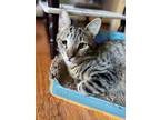 Adopt Stallone a Brown Tabby Tabby (short coat) cat in Stockton, CA (41325915)