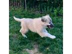 Adopt Kitty a Great Pyrenees dog in Louisville, KY (40584268)