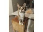 Adopt Ferguson a Tan or Fawn Domestic Shorthair / Mixed (short coat) cat in