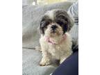 Adopt Patches a Shih Tzu / Mixed dog in N. Babylon, NY (41325890)