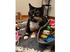 Adopt Miss Daisy a White Domestic Shorthair / Domestic Shorthair / Mixed cat in