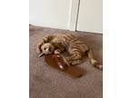 Adopt Juno a Orange or Red Tabby American Shorthair / Mixed (short coat) cat in