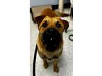 Adopt Woody a Red/Golden/Orange/Chestnut Black Mouth Cur / Mixed dog in Raymore
