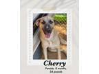 Adopt Cherry a Brown/Chocolate - with Black Labrador Retriever dog in Lukeville