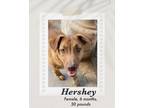 Adopt Hershey a Brindle Vizsla dog in Lukeville, AZ (41322433)