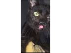 Adopt Wavy Gravy a All Black Manx (short coat) cat in Ocala, FL (39689595)