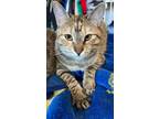 Adopt Cleo a Brown Tabby Domestic Shorthair (short coat) cat in Stockton