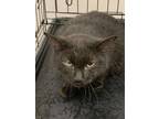 Adopt 55807923 a All Black Domestic Shorthair / Domestic Shorthair / Mixed cat