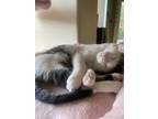 Adopt Astro a Tiger Striped American Shorthair / Mixed (short coat) cat in