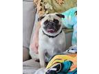 Adopt Ruthie a Tan/Yellow/Fawn Pug / Mixed dog in Brunswick, ME (41325781)